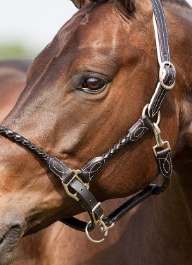 head-collars